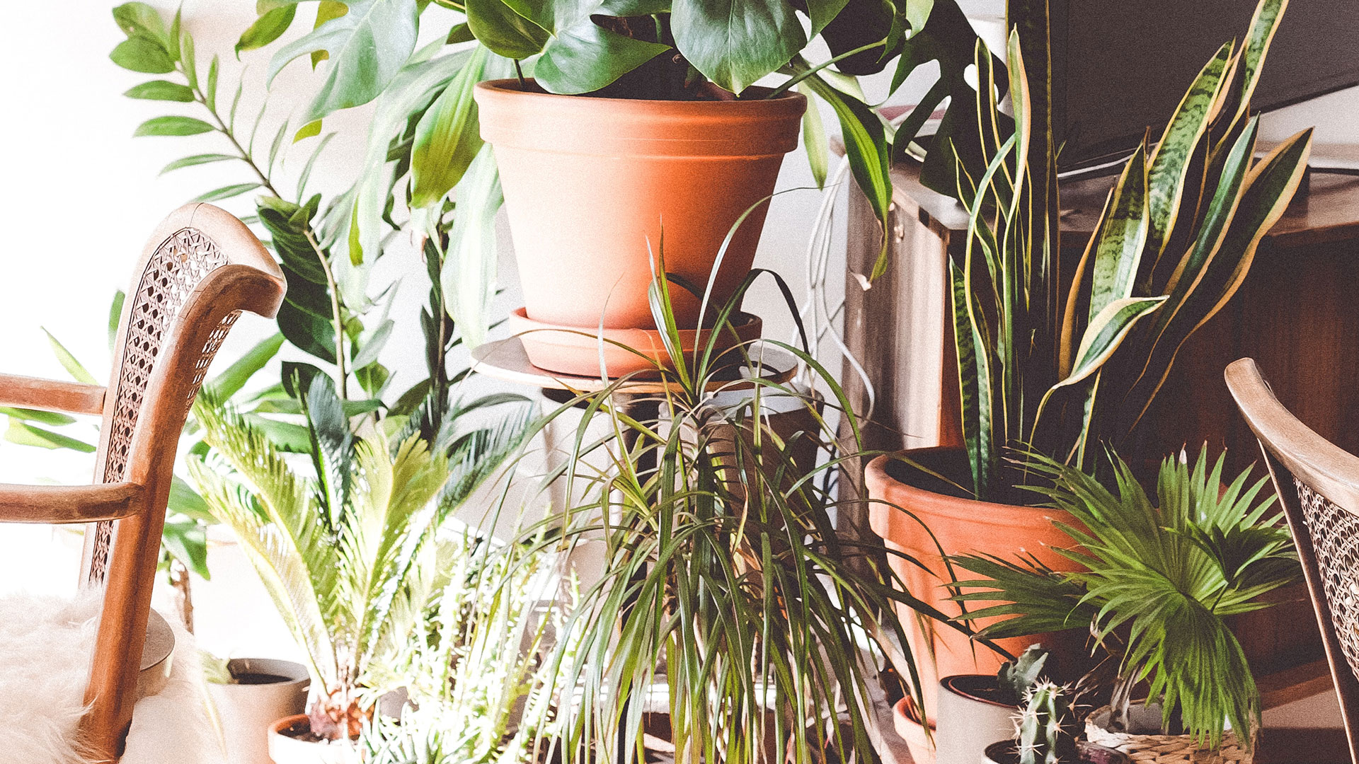 5 Plantas para melhorar a energia da sua casa