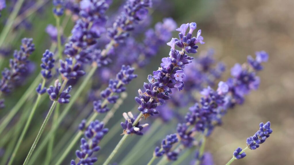 A aromaterapia é utilizada no tratamento da ansiedade, alívio de estresse, entre outros. Por isso listamos dicas de aromas que podem te ajudar no dia a dia.